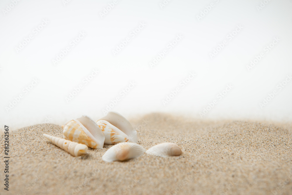 砂浜と貝殻
