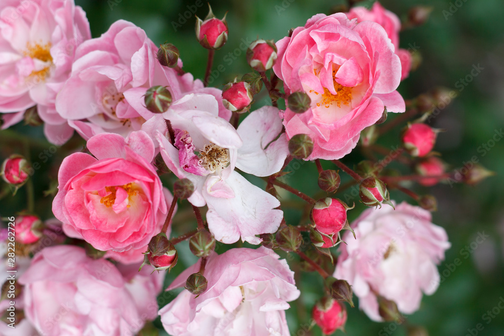 natural background of fresh roses close-up natural background of fresh roses close-up