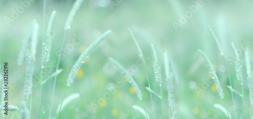Photography Stalks of grass in the morning dew