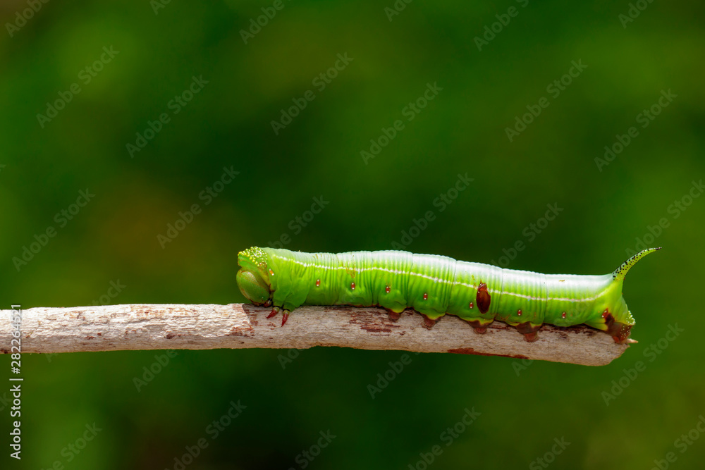 Image of Green Caterpillars of Moth on the branches on a natural background. Insect. Animal. Image of Green Caterpillars of Moth on the branches on a natural background. Insect. Animal.