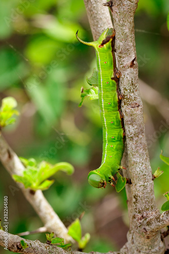 Image of Green Caterpillars of Moth on the branches on a natural background. Insect. Animal.