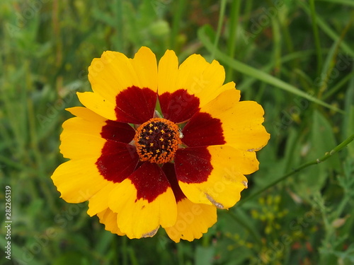 yellow flower of sunflower
