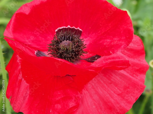 red poppy flower