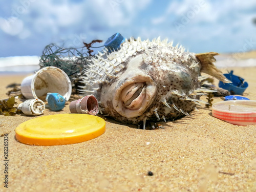 The dead fish that are polluted due to pollution, plastic waste in the sea