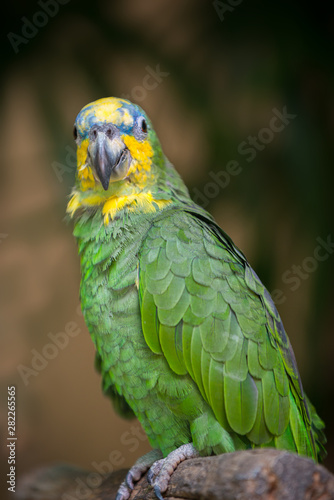 Orange winged amazon Parrot Amazona amazonica