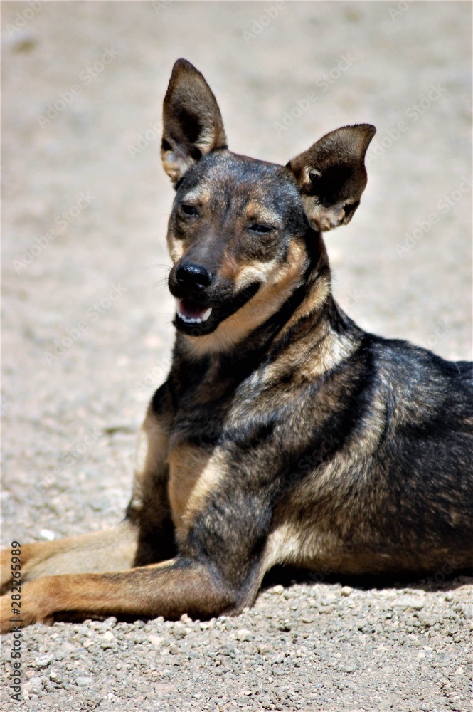 Domestic dog abandoned leaving on the streets Domestic dog abandoned leaving on the streets
