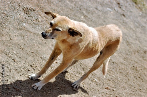Domestic dog abandoned leaving on the streets 