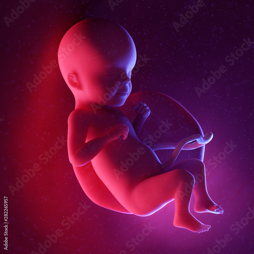 3d rendered medically accurate illustration of a human fetus - week 26 photo