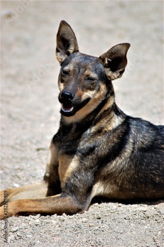 Domestic dog abandoned leaving on the streets 