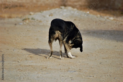 Domestic dog abandoned leaving on the streets 