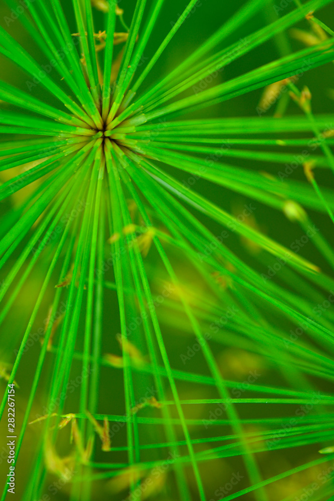 Fototapeta premium Green plant micro pattern background