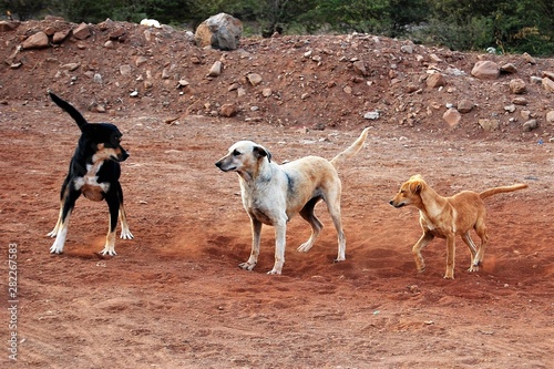 Abandoned domestic dogs now leaving on the streets, pack of dogs playing 