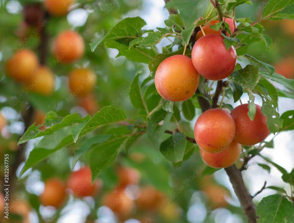 Prunus cerasifera rote gelbe zwetschge  Kirschpflaume reiche Ernte überladender Obstbaum