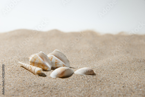 砂浜と貝殻 © 歌うカメラマン
