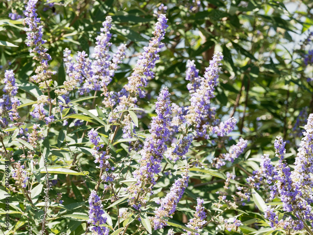 Obraz premium Vitex agnus-castus | Le gattilier ou l'arbre au poivre aux fleurs en épis bleues violacées