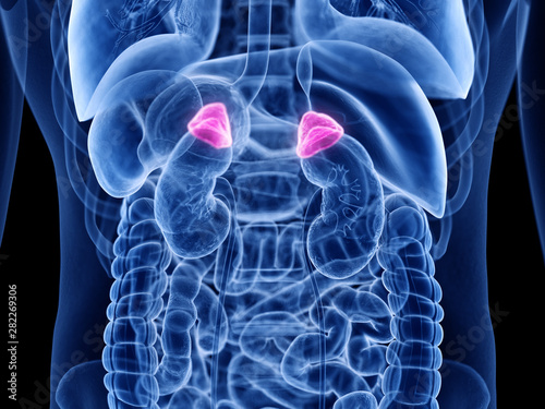 3d rendered medically accurate illustration of the adrenal gland photo