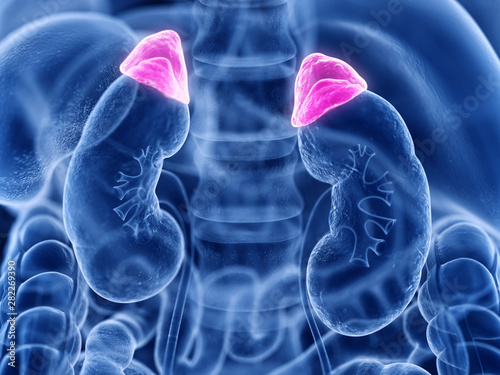 3d rendered medically accurate illustration of the adrenal gland photo
