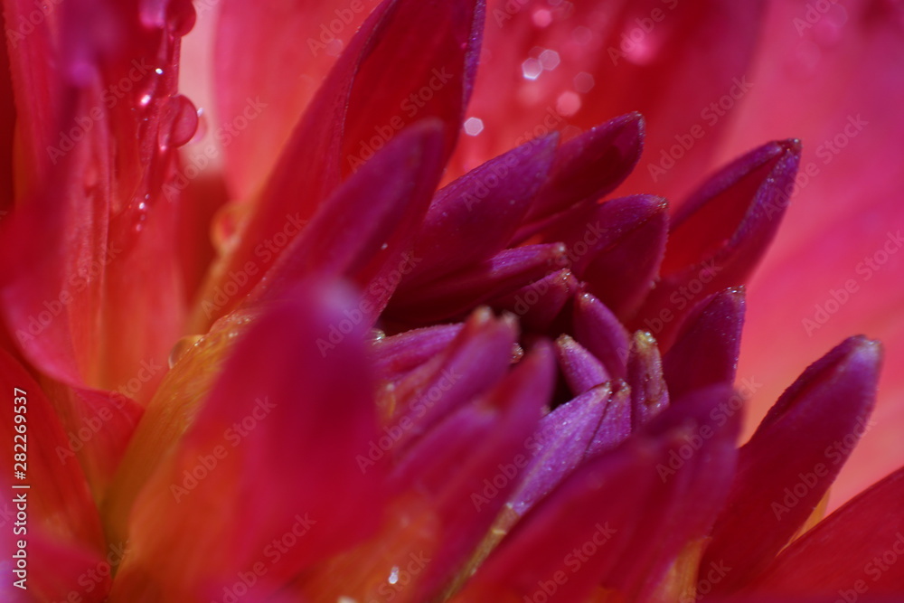 Fototapeta premium Dahlie1