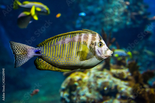 Color tropical fish in an aquarium