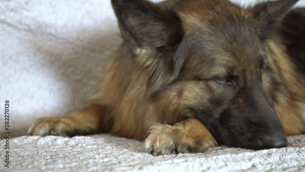 Indoor shot of a German Shepherd resting on the sofa Indoor shot of a German Shepherd resting on the sofa