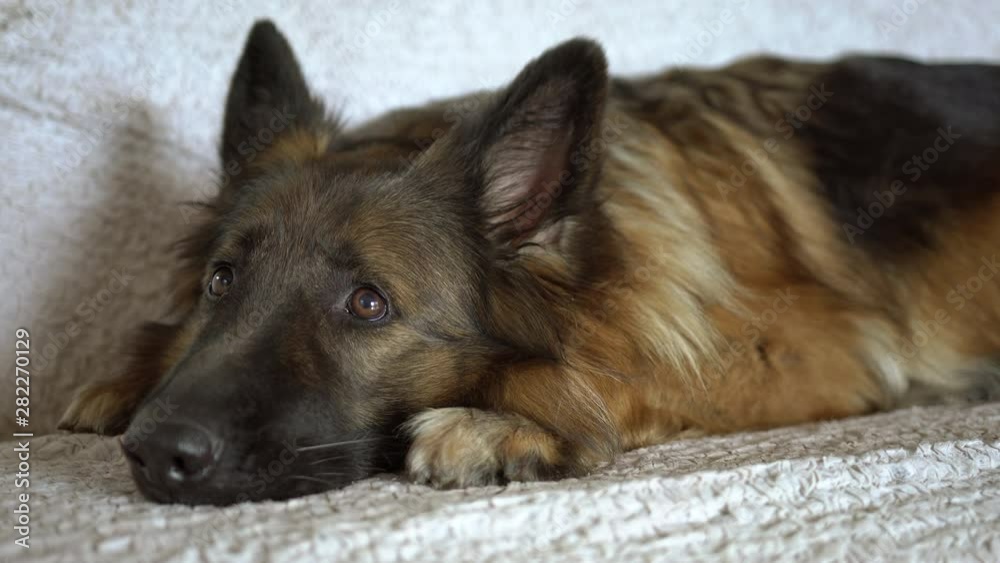 Indoor shot of a German Shepherd resting on the sofa and then going away Indoor shot of a German Shepherd resting on the sofa and then going away
