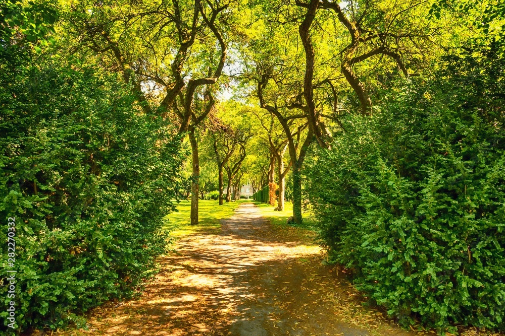 Beautiful alley in the park among green trees. Parks. Rest. Beautiful alley in the park among green trees. Parks. Rest.