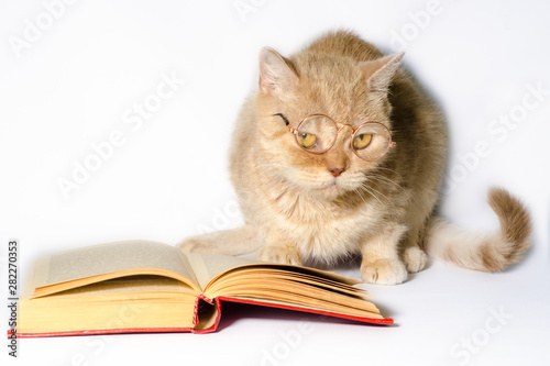 red cat in glasses with a book on a white background close up