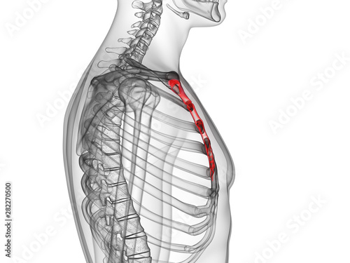 3d rendered medically accurate illustration of the breast bone