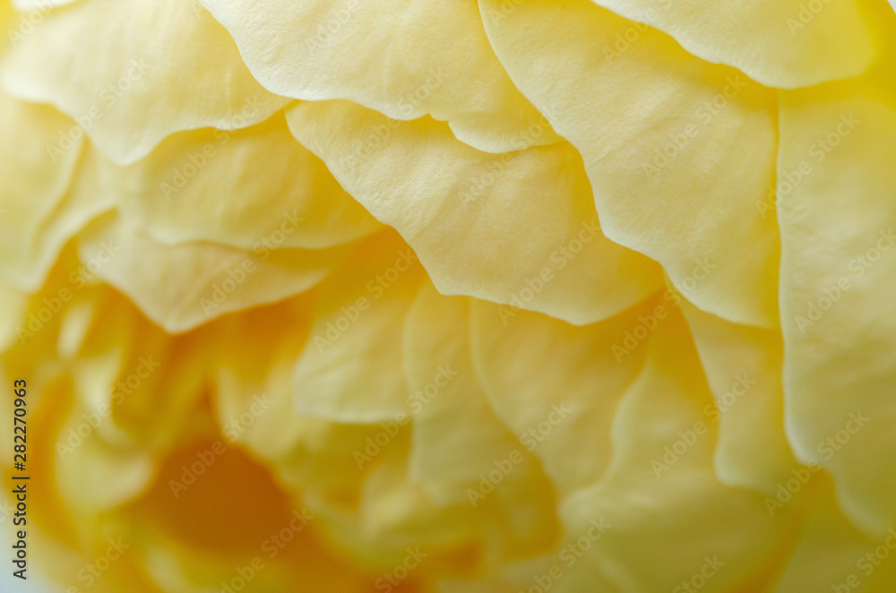 Yellow rose petals blurred with a blurred pattern background. Yellow rose petals blurred with a blurred pattern background.