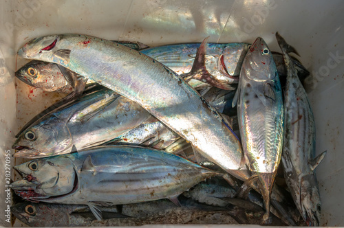 The catch of the day - albacore and bluefin tuna, wolf herring caught trolling on sailing yacht in Thailand. Large fish on sea fishing in the box for catch. Fishing between Similan and Phuket islands