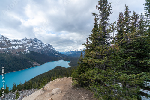 Evergreen Pine trees with Peyto Lake ,Banff National Park in the Canadian Rockies.ALberta, Canada