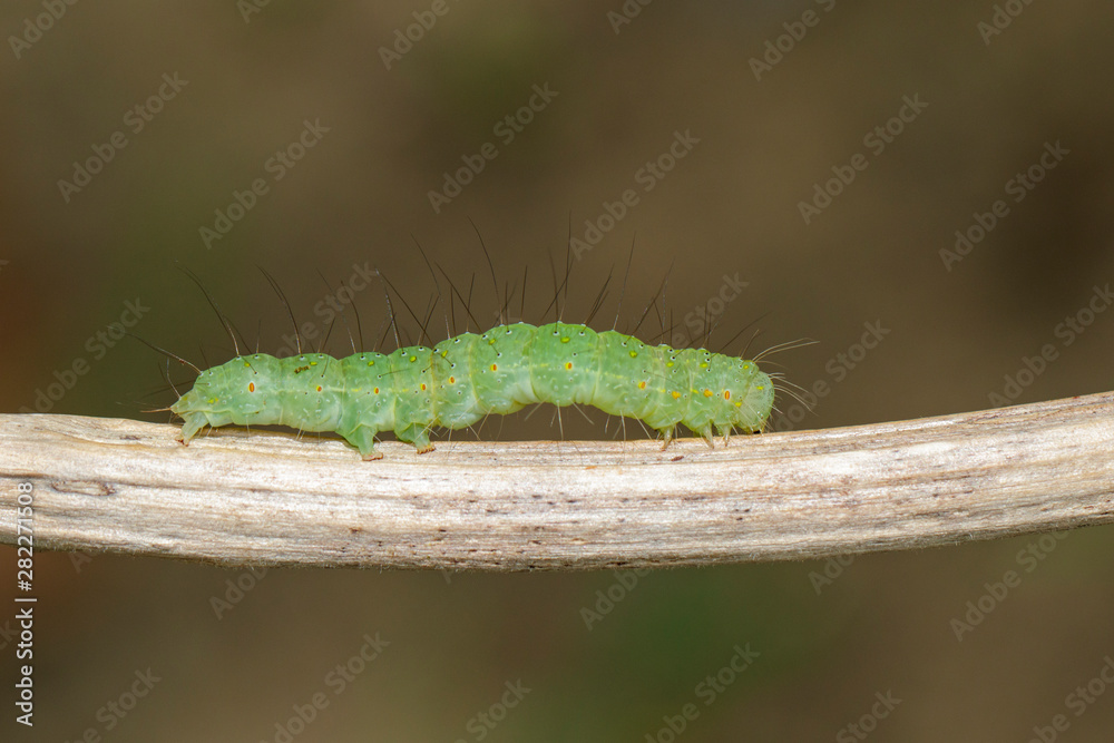 Image of green caterpillar on the branches on a natural background. Insect. Animal.