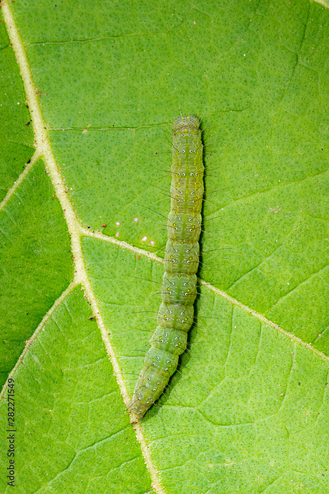 Image of green caterpillar on green leaf. Worm. Insect. Animal. Stock Photo  | Adobe Stock