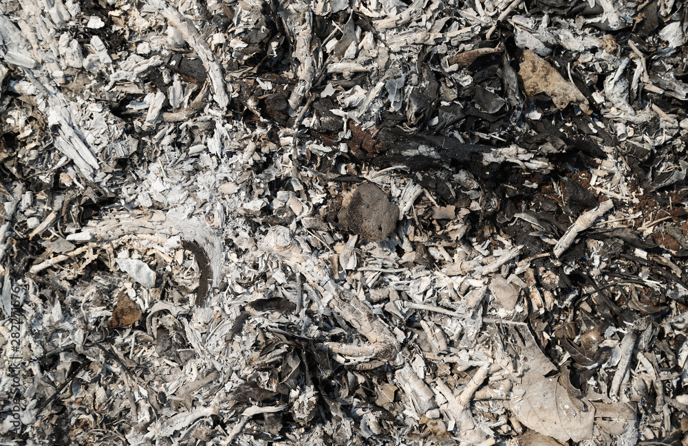 Image of wooden ashes on the ground under bright sunlight. The natural art background. Image of wooden ashes on the ground under bright sunlight. The natural art background.