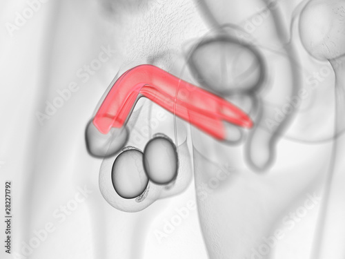 3d rendered medically accurate illustration of the corpus cavernosum photo