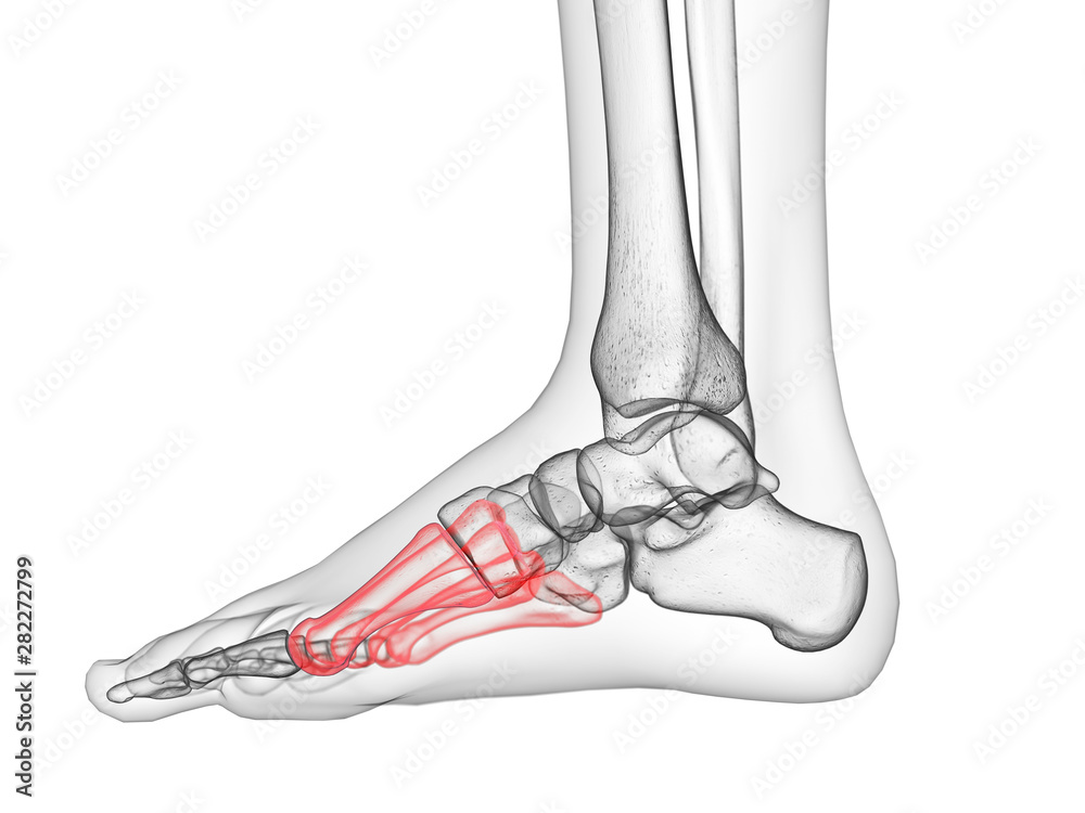 Ταπετσαρία 3d rendered medically accurate illustration of the metatarsal bone
