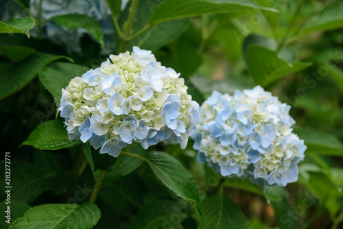 Hydrangea covered with water drops after rain on a background of green grass. Grown in a botanical garden.