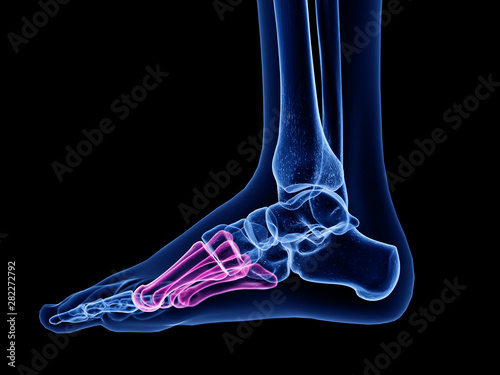 3d rendered medically accurate illustration of the metatarsal bone