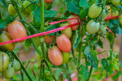 Green and red tomatoes, Green and red tomatoes from Thailand cuntry photo