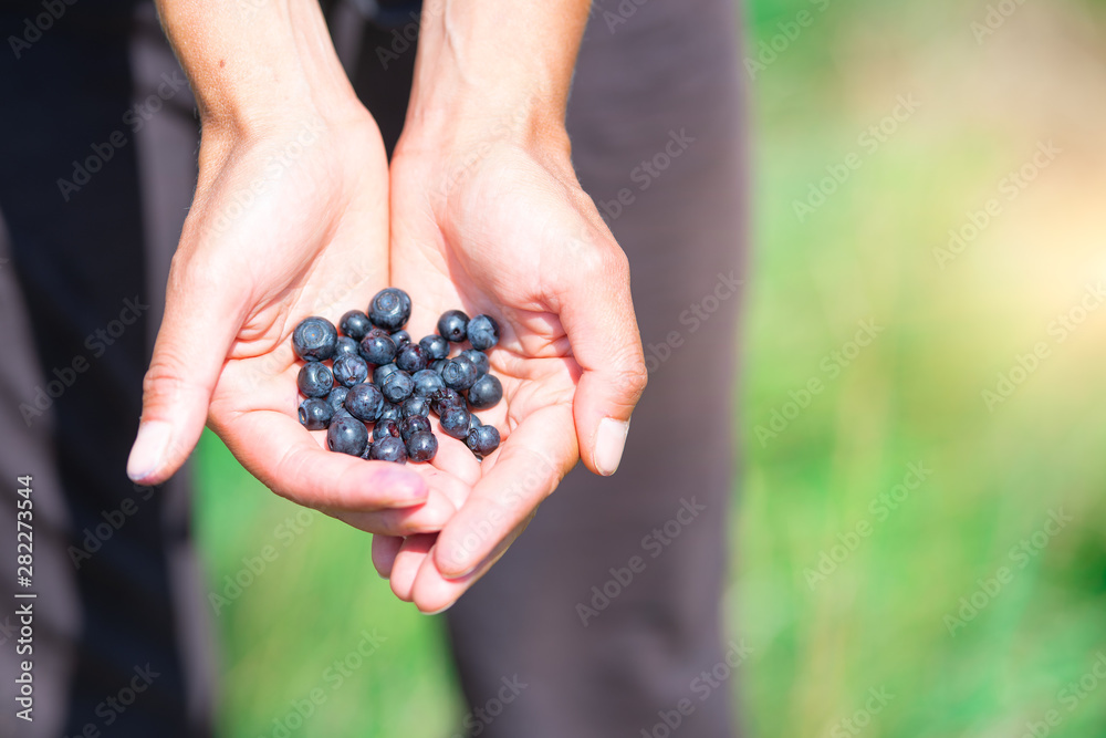 Freshly picked fresh blueberries in hand Freshly picked fresh blueberries in hand