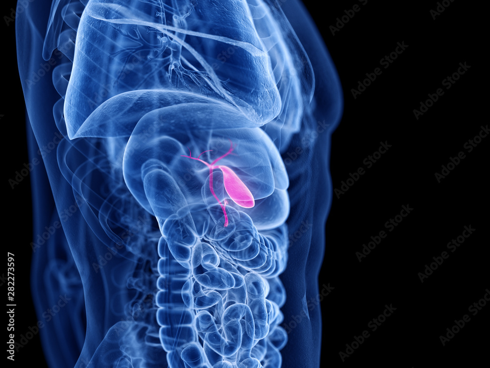 3d rendered medically accurate illustration of the gallbladder 3d rendered medically accurate illustration of the gallbladder