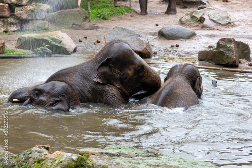 Canvas Print Young elephants playing in a pool