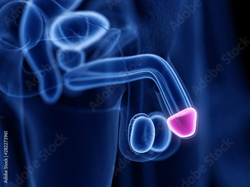 3d rendered medically accurate illustration of the glans penis photo