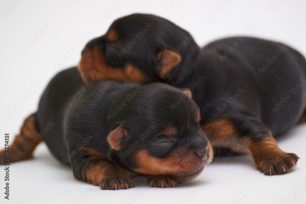 Close-up of a newborn puppy Yorkshire terrier, black puppy on a white background
