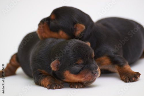 Close-up of a newborn puppy Yorkshire terrier, black puppy on a white background