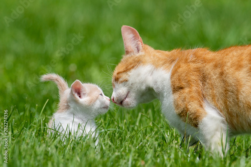 Wonderfully sweet little kitten on a green lawn