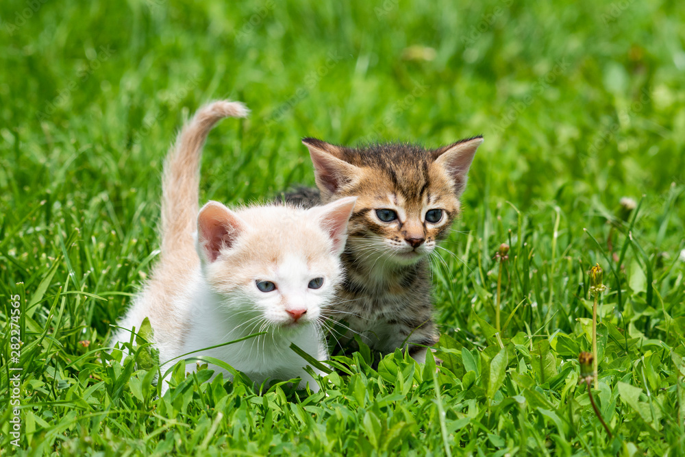 Wonderfully sweet little kitten on a green lawn Wonderfully sweet little kitten on a green lawn