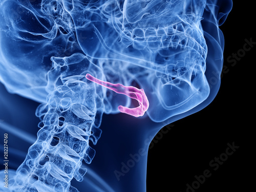 3d rendered medically accurate illustration of the hyoid bone