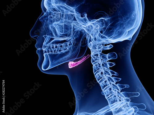 3d rendered medically accurate illustration of the hyoid bone