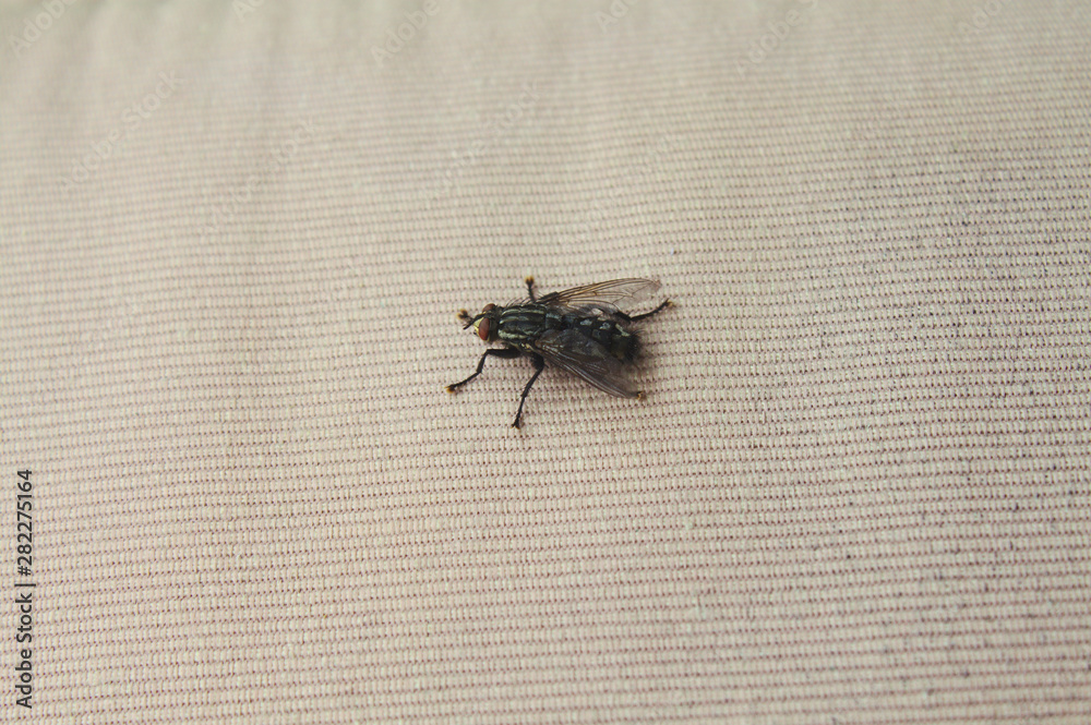 Fleischfliege Fleischfliege